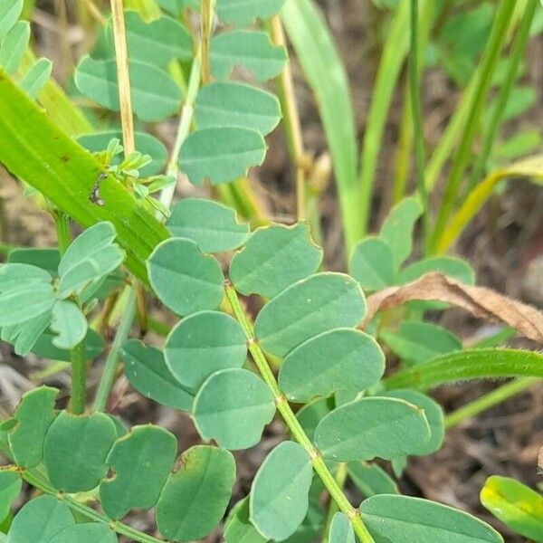 Coronilla varia Folio