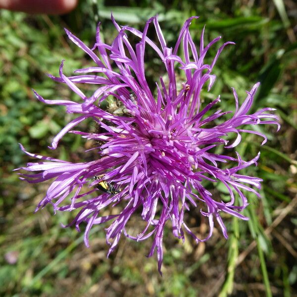 Centaurea scabiosa Flower
