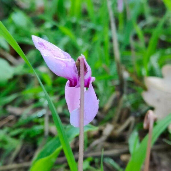 Cyclamen hederifolium Õis