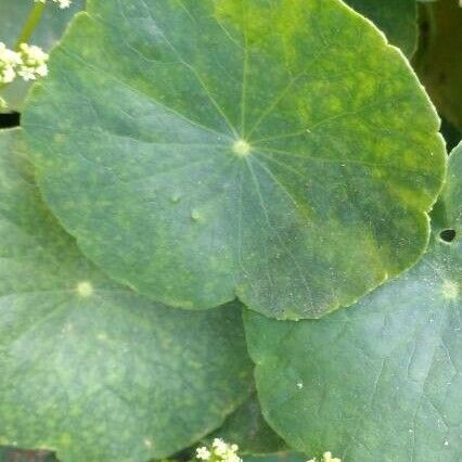 Hydrocotyle bonariensis Foglia