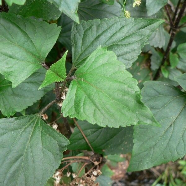 Ageratina adenophora ഇല