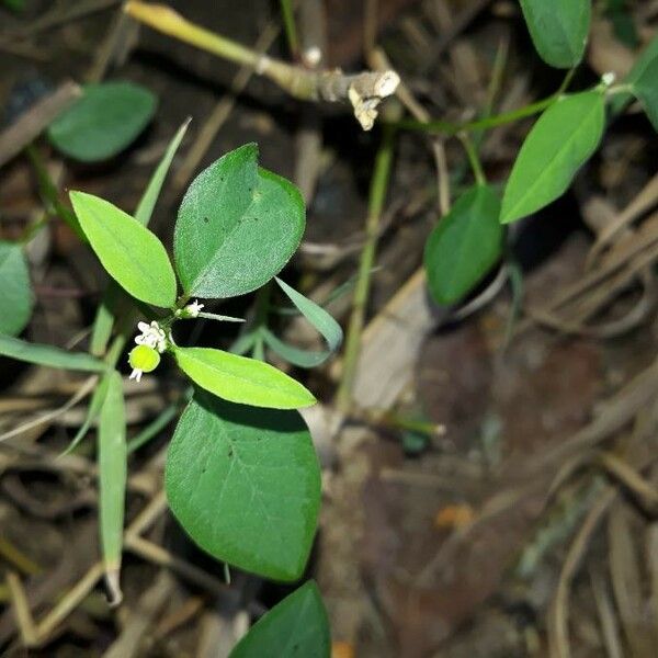 Euphorbia graminea Blatt