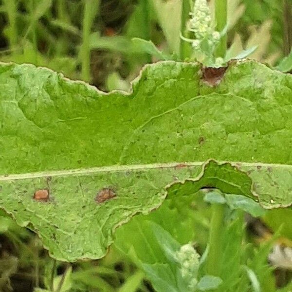 Rumex longifolius Hostoa