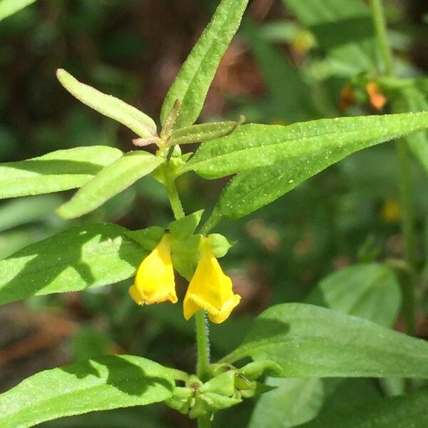 Melampyrum sylvaticum 其他