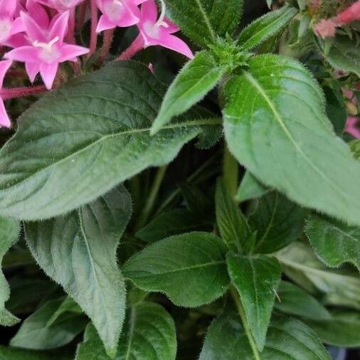 Pentas lanceolata Liść