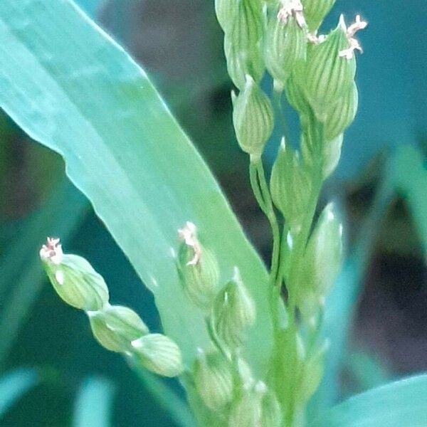 Panicum miliaceum Blüte