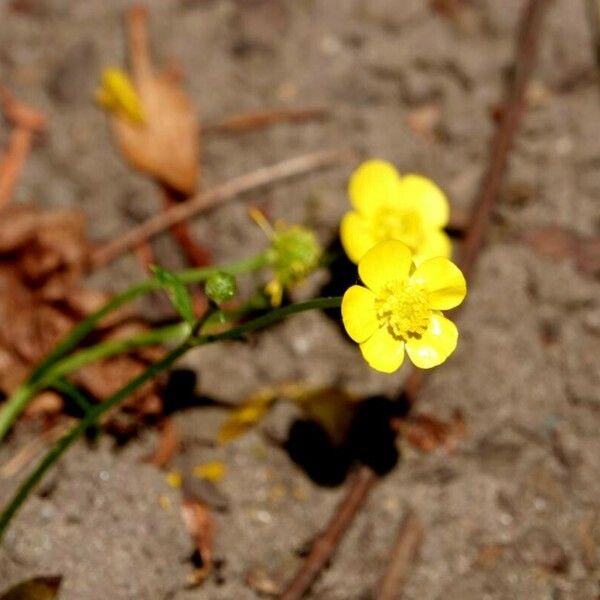 Ranunculus flammula 花