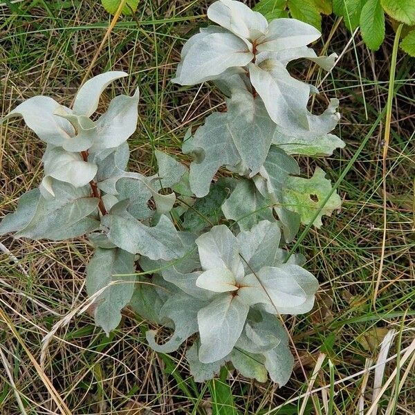 Elaeagnus commutata Natur