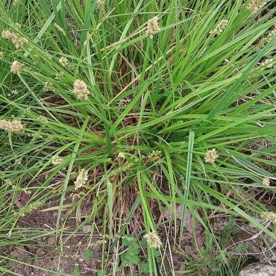 Carex vulpina ফুল