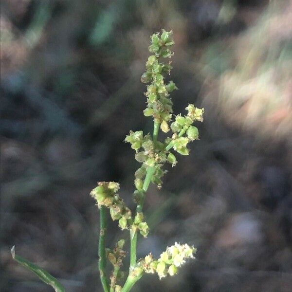 Rumex thyrsiflorus Flor