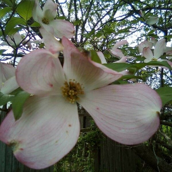 Cornus florida Кветка