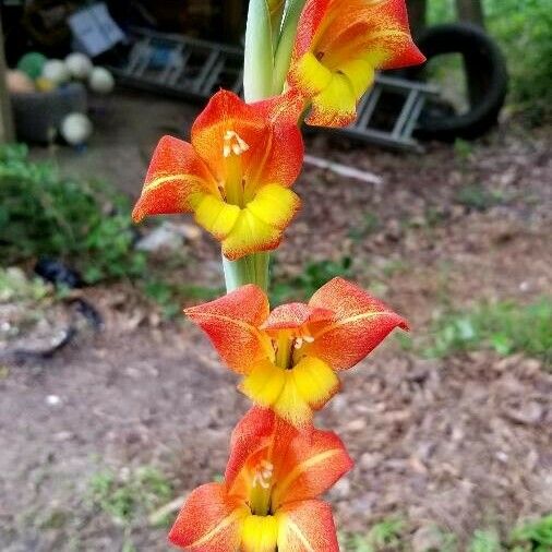 Gladiolus dalenii Flor