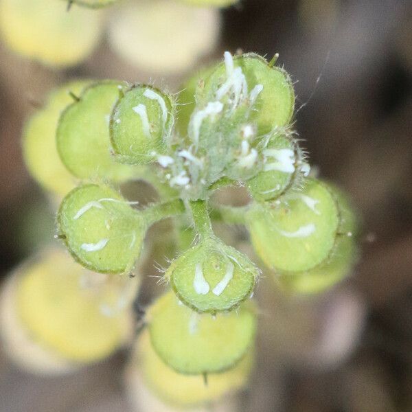 Alyssum simplex Flower