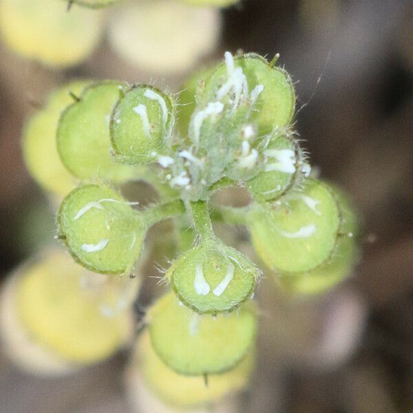 Alyssum simplex Blüte