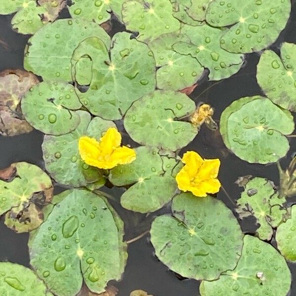 Nymphoides peltata फूल