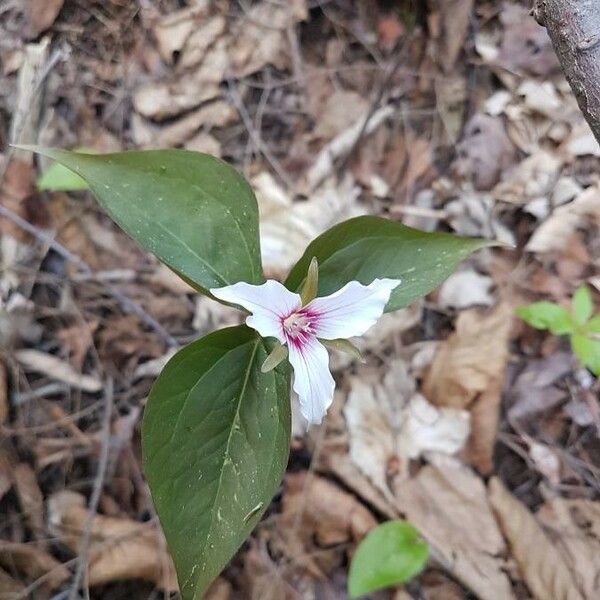 Trillium undulatum Blomst