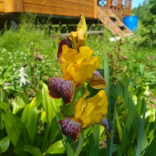 Iris variegata Floare