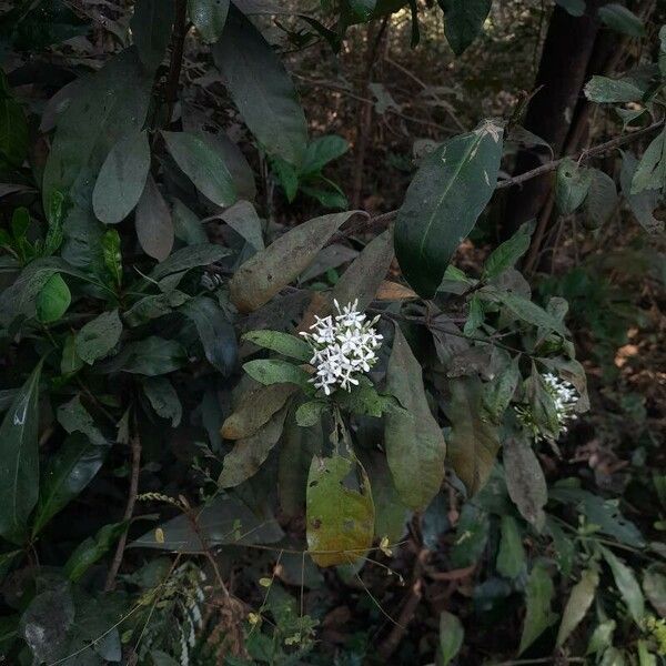 Ixora finlaysoniana Συνήθη χαρακτηριστικά