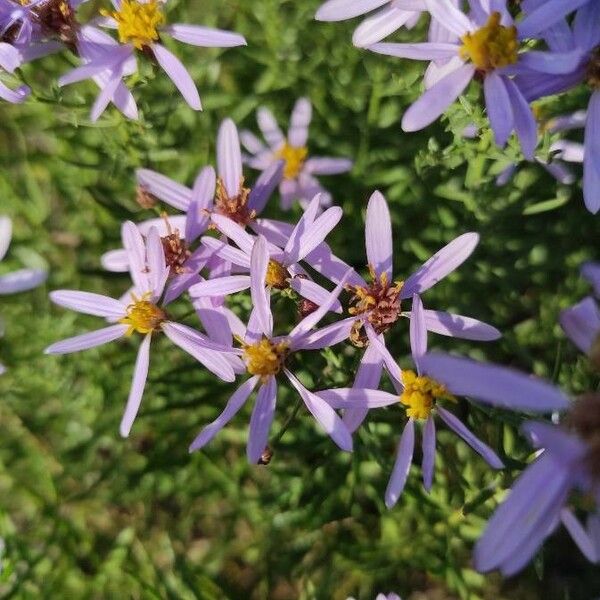 Galatella sedifolia Flower