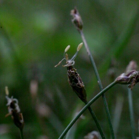 Eleocharis acicularis Frukt