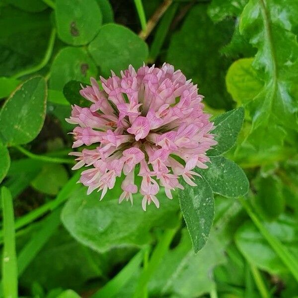 Trifolium pratense Квітка