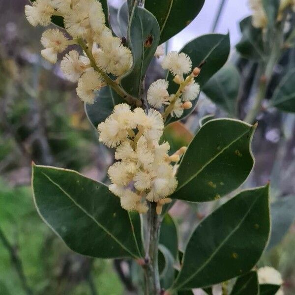 Acacia myrtifolia Kvet