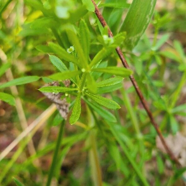 Galium tricornutum Flower