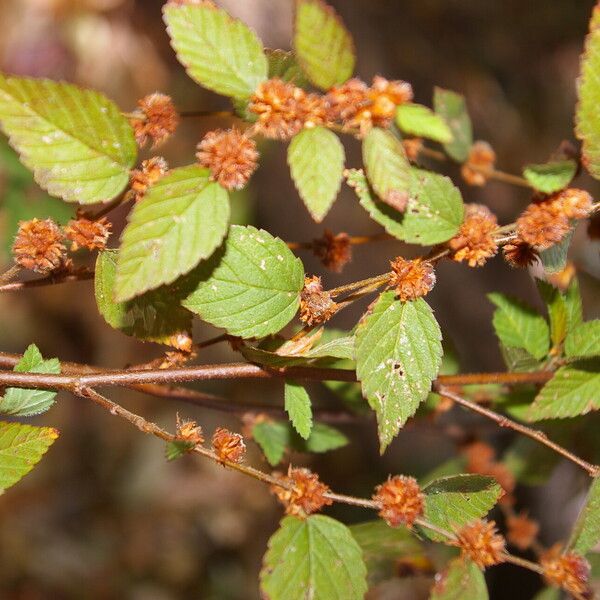 Melochia nodiflora (Bretonica prieta)