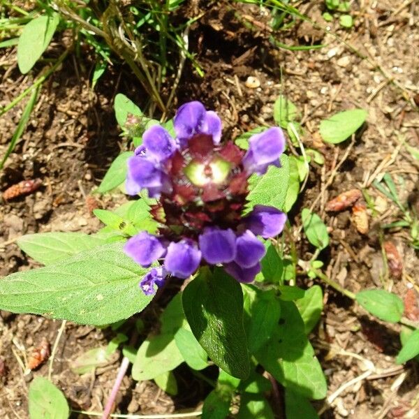 Prunella vulgaris പുഷ്പം