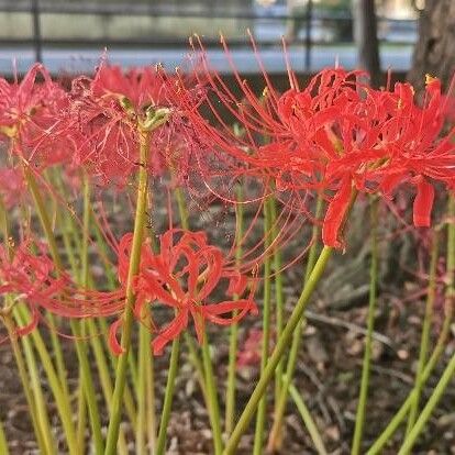 Lycoris radiata Virág