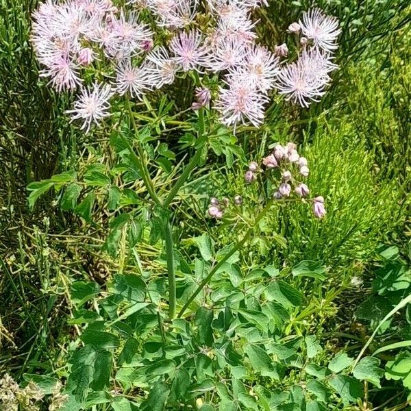 Thalictrum aquilegiifolium Habit