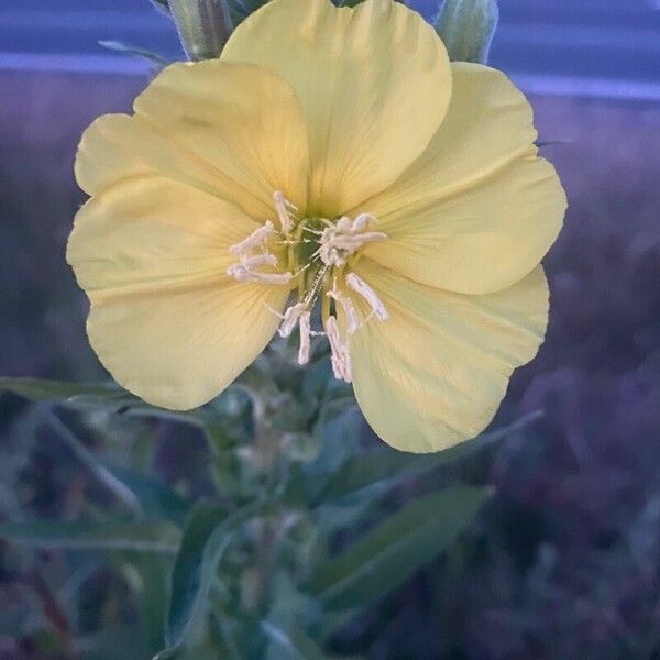 Oenothera biennis फूल