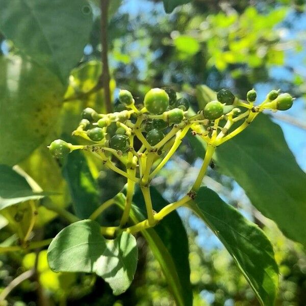 Cissus verticillata Плод