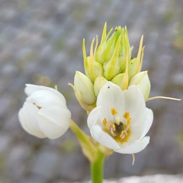 Ornithogalum thyrsoides Blüte