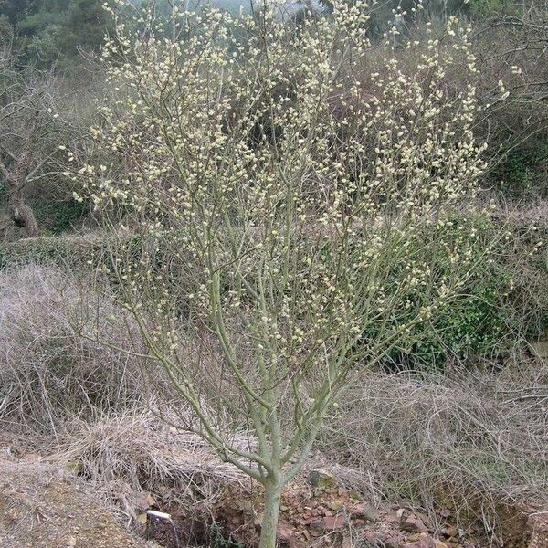 Salix atrocinerea Habitus