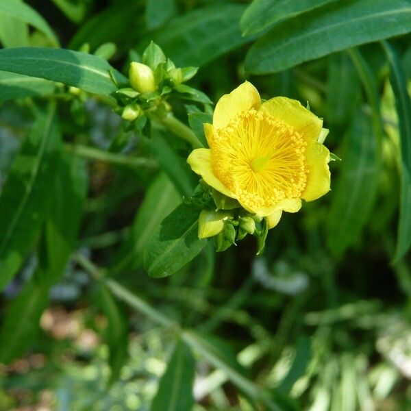 Hypericum prolificum Цветок