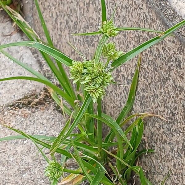 Cyperus eragrostis অভ্যাস