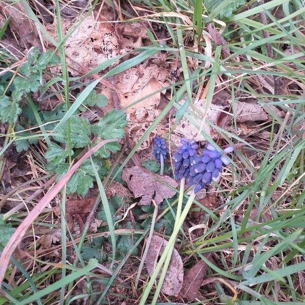 Muscari neglectum Flor