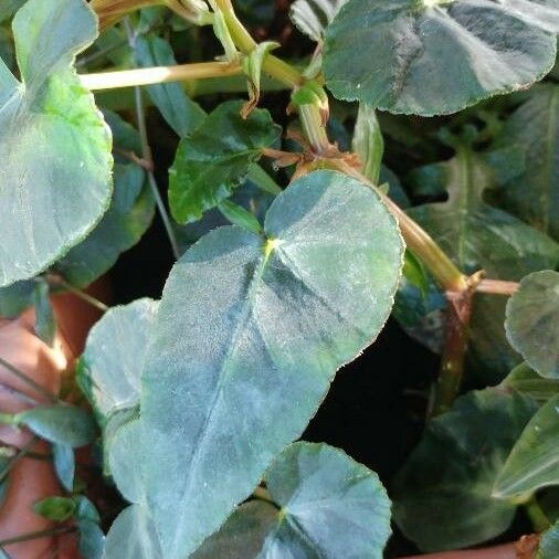 Begonia angularis Folio