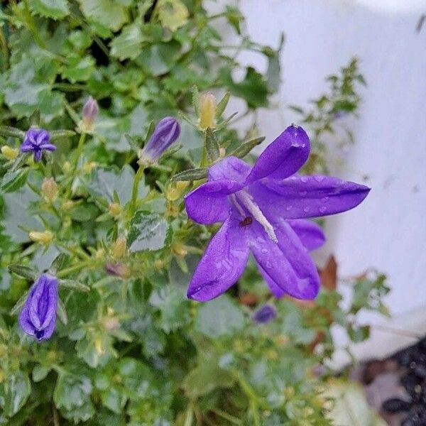 Campanula portenschlagiana Flors