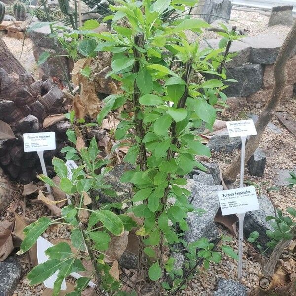 Ibervillea lindheimeri Habit