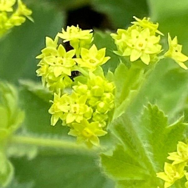 Alchemilla xanthochlora Кветка