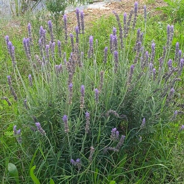 Lavandula dentata Fiore