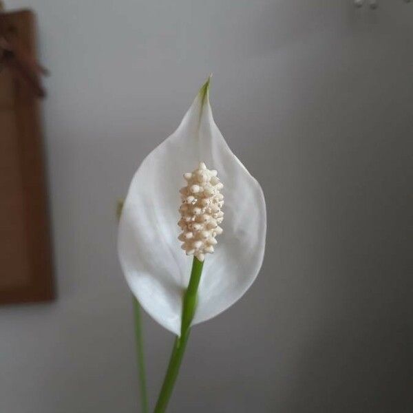 Spathiphyllum wallisii Õis