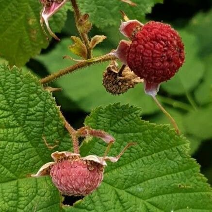 Rubus odoratus Gyümölcs