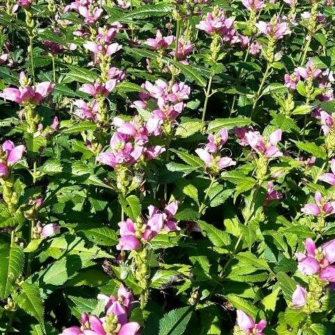 Chelone obliqua Habitus