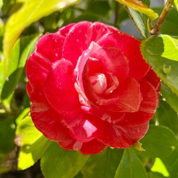 Camellia sasanqua Flor