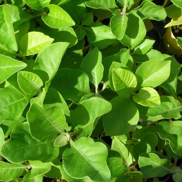 Achyranthes splendens Blad