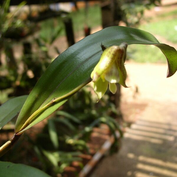 Polystachya galeata Fleur