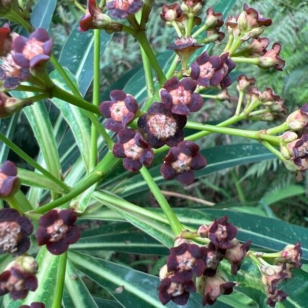 Euphorbia mellifera फूल